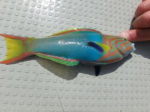 沖縄で釣れるヤマブキベラはとてもカラフルな魚！の画像