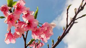 沖縄で桜を満喫！おすすめの時期を桜名所ごとにご紹介！の画像