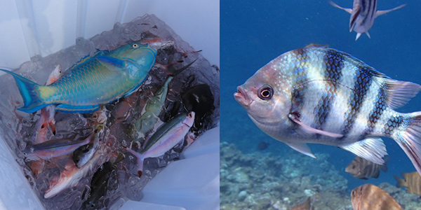 沖縄の海のカラフルな魚